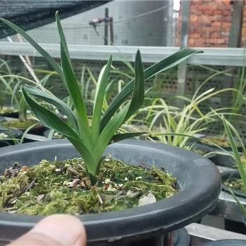 春劍精品矮種賭極品荷瓣花