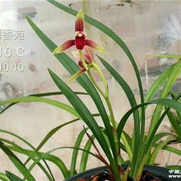 建蘭精品色花 ,引種苗