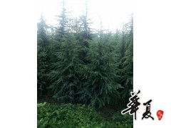 苗木供應精品雪松 供應產品 汝南縣張富民花木種植專業合作社