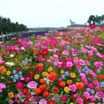 野花組合種子 野花組合草種 公園景區花海打造花卉
