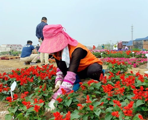 210種花壇花境植物落地崇明智慧生態花卉園