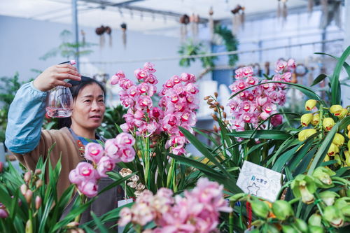 年宵花開(kāi)啟銷(xiāo)售旺季 五彩花卉扮靚新年