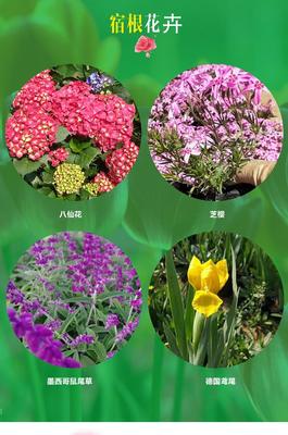 班葉芒種植基地