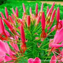 醉蝶花種苗