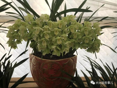 花卉種植園直銷 大興春節家里要添點兒花的趕緊來吧