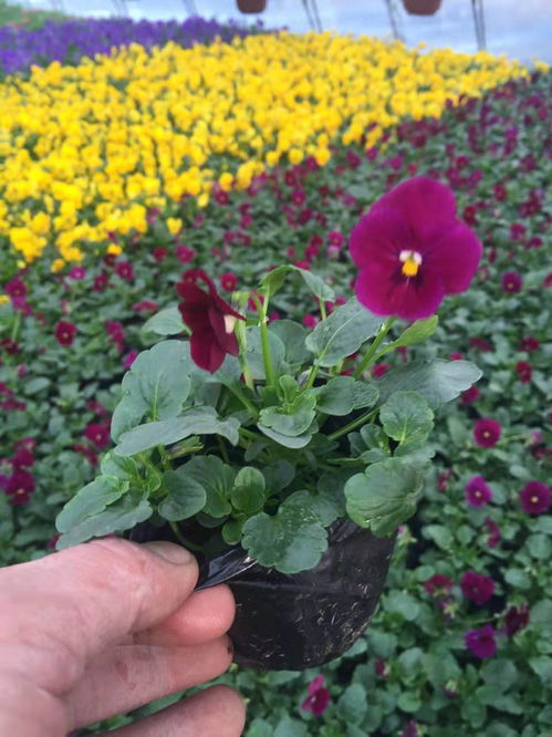 臨江花卉種植基地