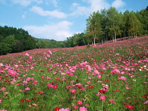 嵩縣2019年公路兩側花卉美化綠化工作主要花卉種植注意事項