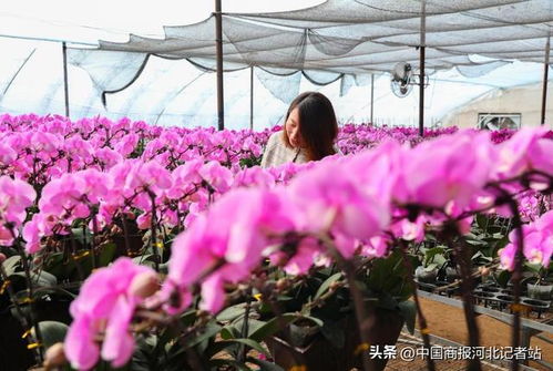 河北灤南 蝴蝶蘭盛放備戰年宵花市場