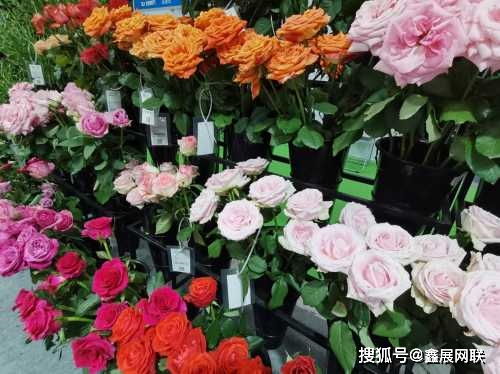 2021亞洲花博會將于明年5月舉辦