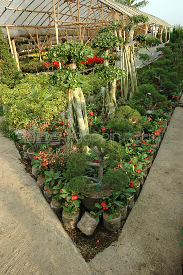 花卉種植園
