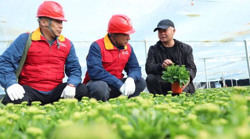 安徽太和 電 亮花卉大棚 助力花農產銷