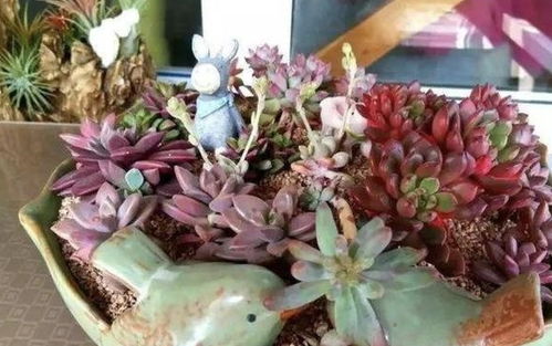 3種養不活的 花卉 ,1棵 2塊錢 也別買,放客廳都占位置