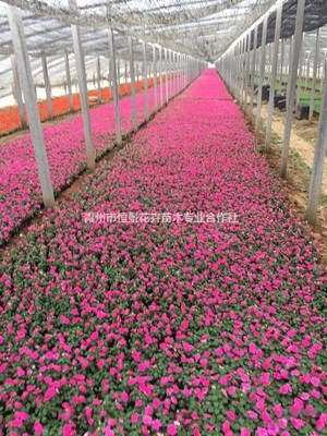 青州市恒景花卉苗木專業合作社