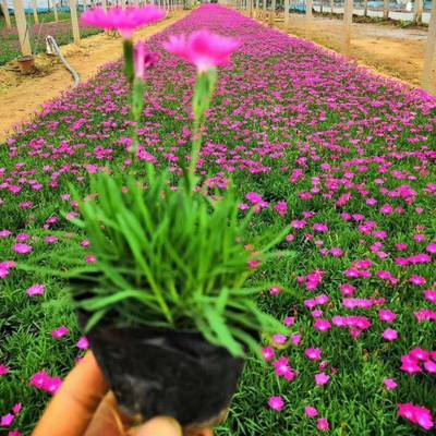 美麗鄉村公路建設綠化草花 時令草花 宿根花卉歐石竹
