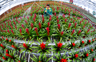 花卉助農增收