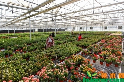 花卉種植大棚需多少錢?花卉種植大棚造價分析