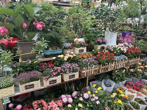 春風有信花為禮 婦女節(jié)濟南市鮮花銷售持續(xù)升溫