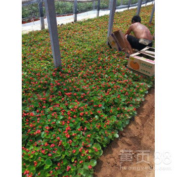 曉敏花卉草花種植基地,新余綠化草花批發(fā)代理