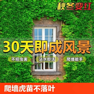 爬山虎苗排行榜:24款優(yōu)良爬山虎苗產(chǎn)品推薦
