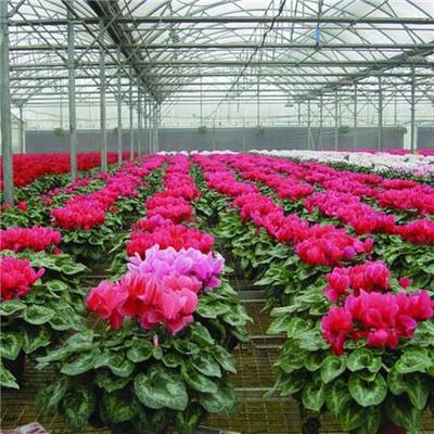 花卉大棚廠家 玻璃花卉溫室 蔬菜花卉育苗溫室 冬季溫室花卉大棚