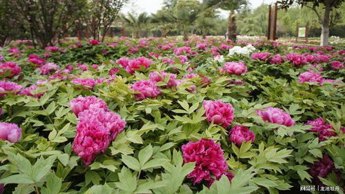 龍池牡丹助推菏澤 花樣經(jīng)濟 怒放