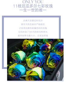 情人節(jié)鮮花預售 槍炮禮盒 11枝進口七彩玫瑰花
