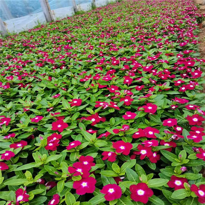 長春花 種植基地 天天開 友勝花卉 花苗價格