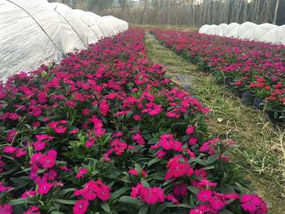 時花石竹花 多色石竹花 高15公分時花石竹花