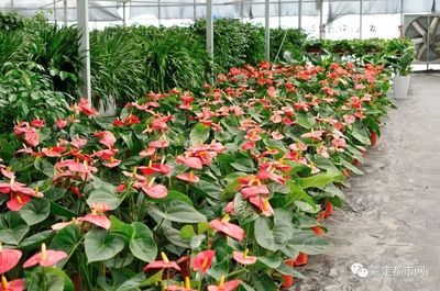 【獨家重磅】嘉定新開2000㎡花卉種植基地!1元5元7元買到手軟!