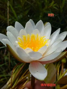 品種睡蓮供應商哪家好 品種睡蓮哪里找