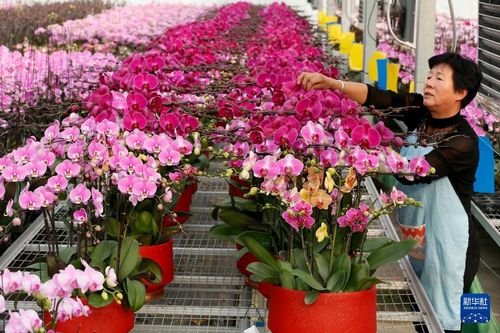 需要を見據ぇた花卉栽培で豊かに 中國山東省青島市