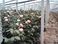 山東月季供應商 月季價格 豐花月季 大花月季_農副產品_世界工廠網