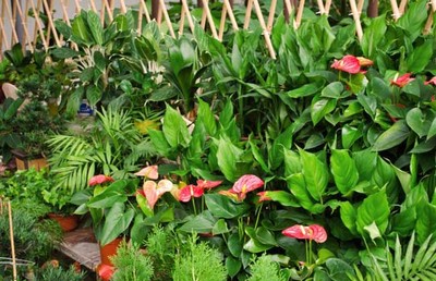 2016年種植什么最賺錢?-三農致富經