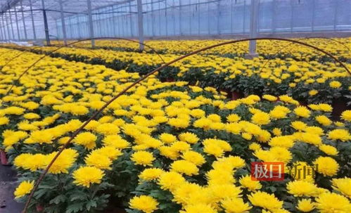 湖北江陵縣政協委員李偉的種菊 尖板眼 花期控制 定時開放