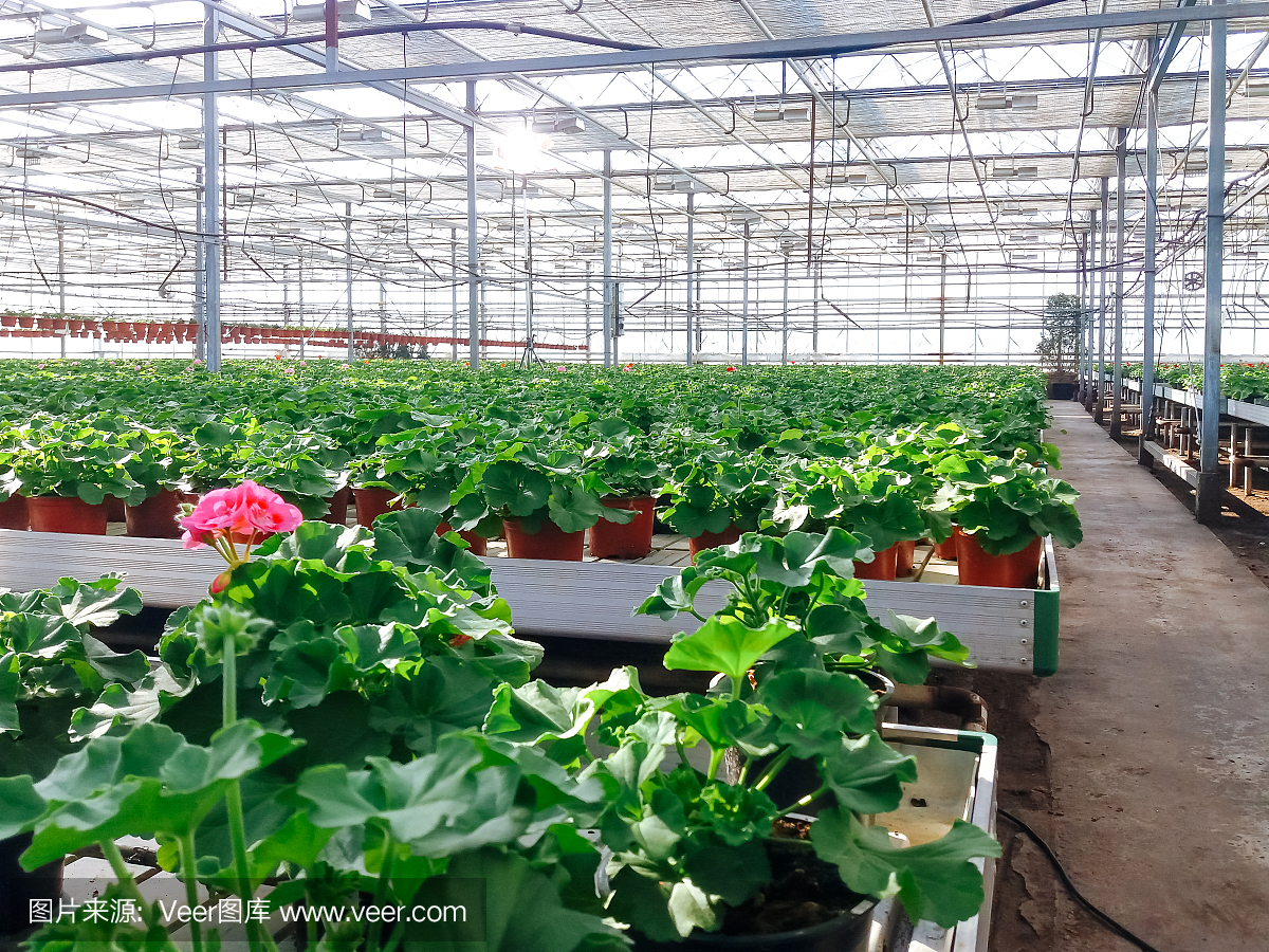 栽培的觀賞花卉生長在一個商業塑料箔覆蓋的園藝溫室