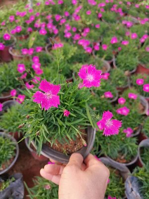 花海綠化花卉彩虹石竹 歐石竹宿根 耐寒耐旱歐石竹營養杯