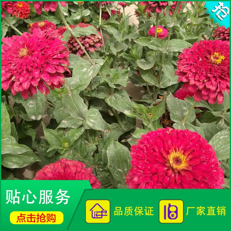 百日草批發 純紅色百日草 園林綠化 耐寒易種植 花卉種子-酒泉康達農副產品專業合作社