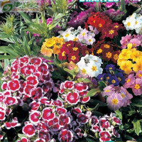 花卉種子 野花種子組合 矮生地被花卉組合 花園種植【專賣店、旗艦店、報價大全】-蘇寧易購開放平臺