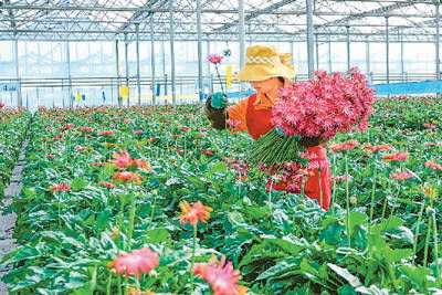 知花小鎮絢麗