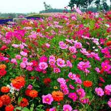 2019花卉種子種苗價格 報價 花卉種子種苗批發 種子網