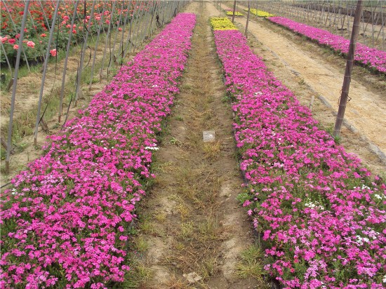 【宿根花卉價格,芳青花卉苗,宿根花卉】價格,廠家,花卉種子種苗-搜了網