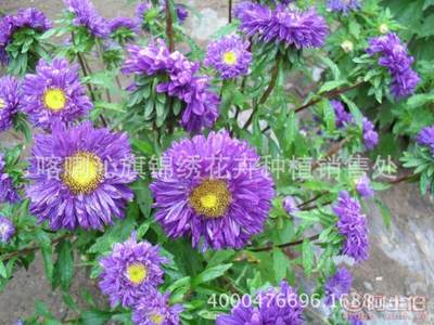 【矮翠菊花卉種子矮翠菊珍妮種子園藝種子貨源穩定】喀喇沁旗錦繡花卉種植銷售處 - 產品庫