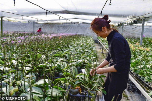 山東青州 花卉種植 助農增收
