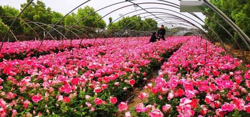 南陽:“美麗經濟”再綻芳華