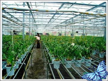 苗床網廠 苗床網價格 苗床網規格 苗床網用途 苗床網廠 苗床網價格 苗床網規格 苗床網用途 安平縣滕旭金屬絲網制品廠