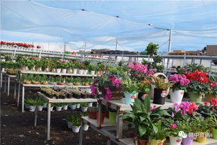 樟樹這家花卉種植基地逆天啦 老板豪氣全城大贈送 300盆精品盆景等你來拿 再不來就沒了......