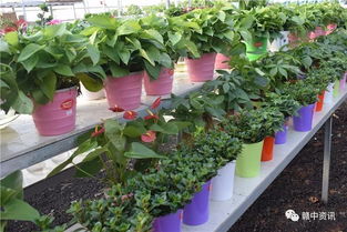 樟樹這家花卉種植基地逆天啦 老板豪氣全城大贈送 300盆精品盆景等你來拿 再不來就沒了......