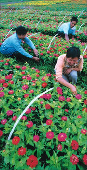 扮靚名城 致富農家--遵義市紅花崗區園林花卉業掠影(組圖)-新聞
