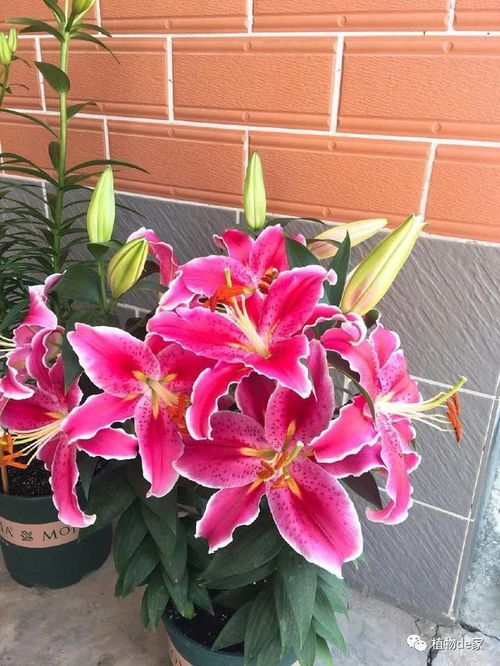 秋季養花選這種,養護容易,漂亮又芳香,花開一朵,可使滿室飄香