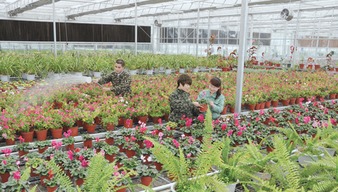 齊齊哈爾 甘南興十四村花卉種植成亮點
